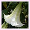 Datura candida
xϪ