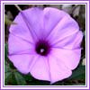 Ipomoea cairica
s