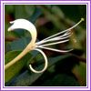 Lonicer japonica
ԥV
Honeysuckle