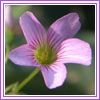 Oxalis corymbosa
`
Lavender Sorrel