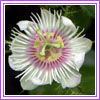 Passiflora foetida
s]G