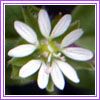 Stellaria media
c\
Common chickweed