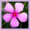 Vinca rosea
K
Madagascar Periwinkle