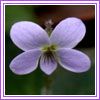 Viola diffusa
Ի
Wild Violet